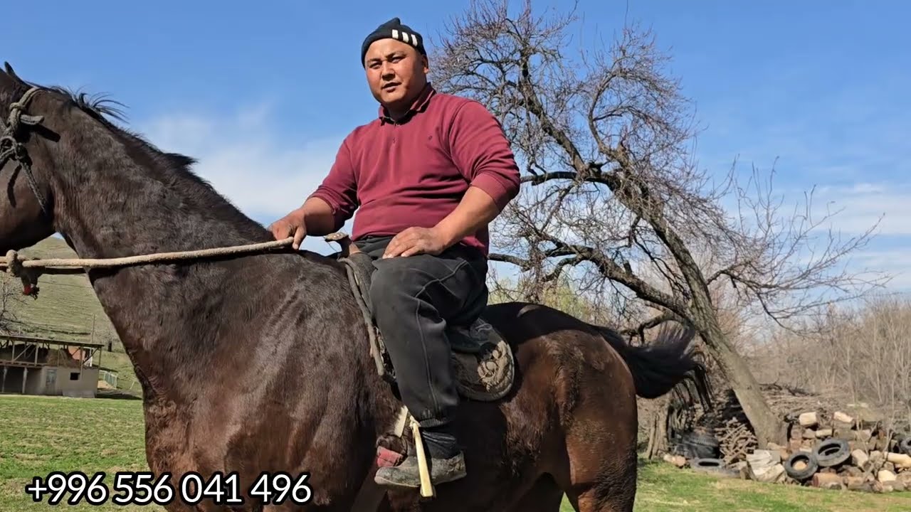 Бүгүн 8 март 2026 Өтөө гүлүк Ат Чыкты #жылкыбазар #horse #атбазар #horsemanship #кыргызстан #узбекис