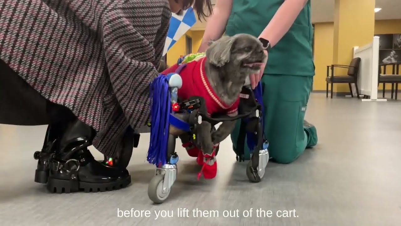 Loading Your Dog or Cat Into A Top Loading Cart for Mobility - Veterinary Specialty Center - Rehab