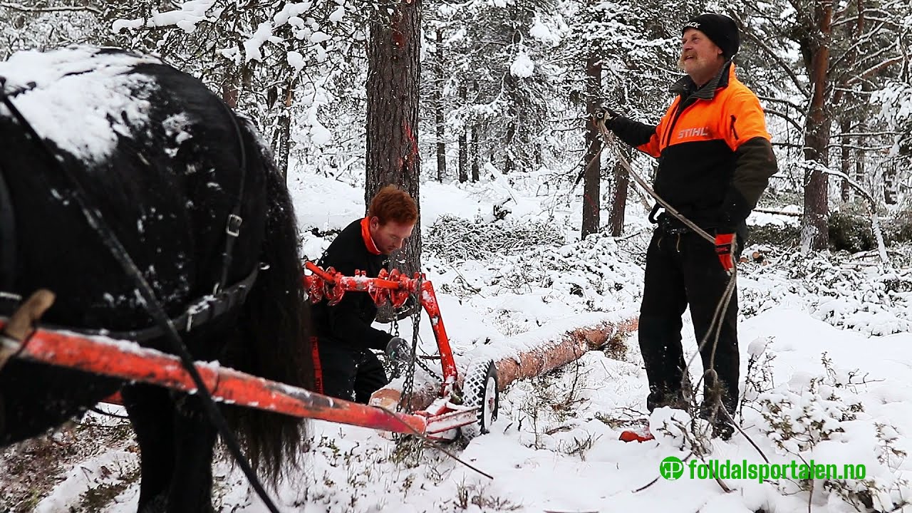 Skogsdag og skogsdrift med hest i Sollia