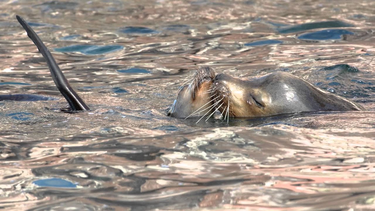 El Golfo de California: Un Mundo de Encuentros
