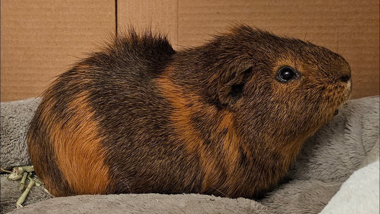 Capybara Really Needs To Eat His Hay.....