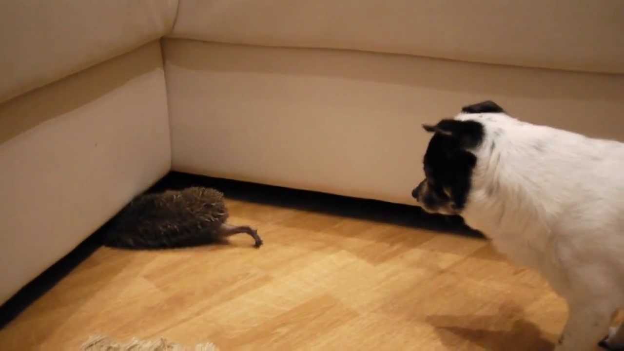 The Great Hedgehog Escape