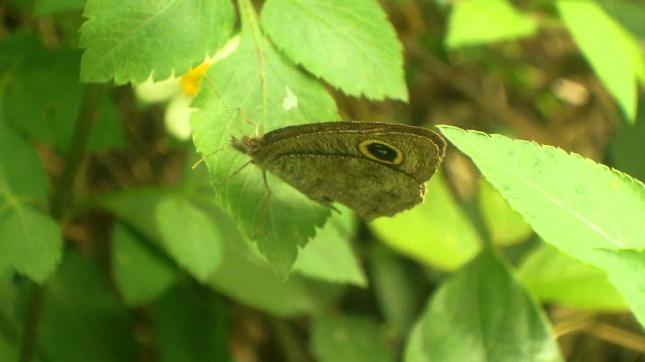 Butterfly (Dallmeyer Triple Anastigmat Wide Angle F2.9)