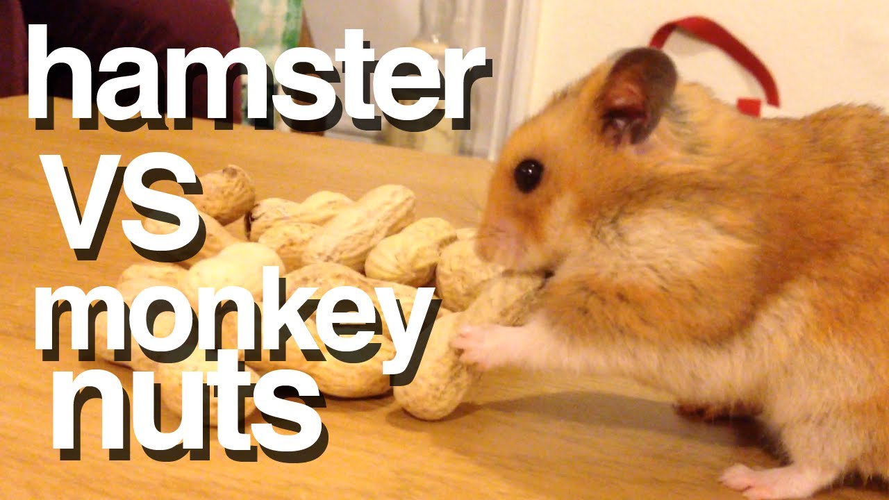 Hamster vs Monkey Nuts