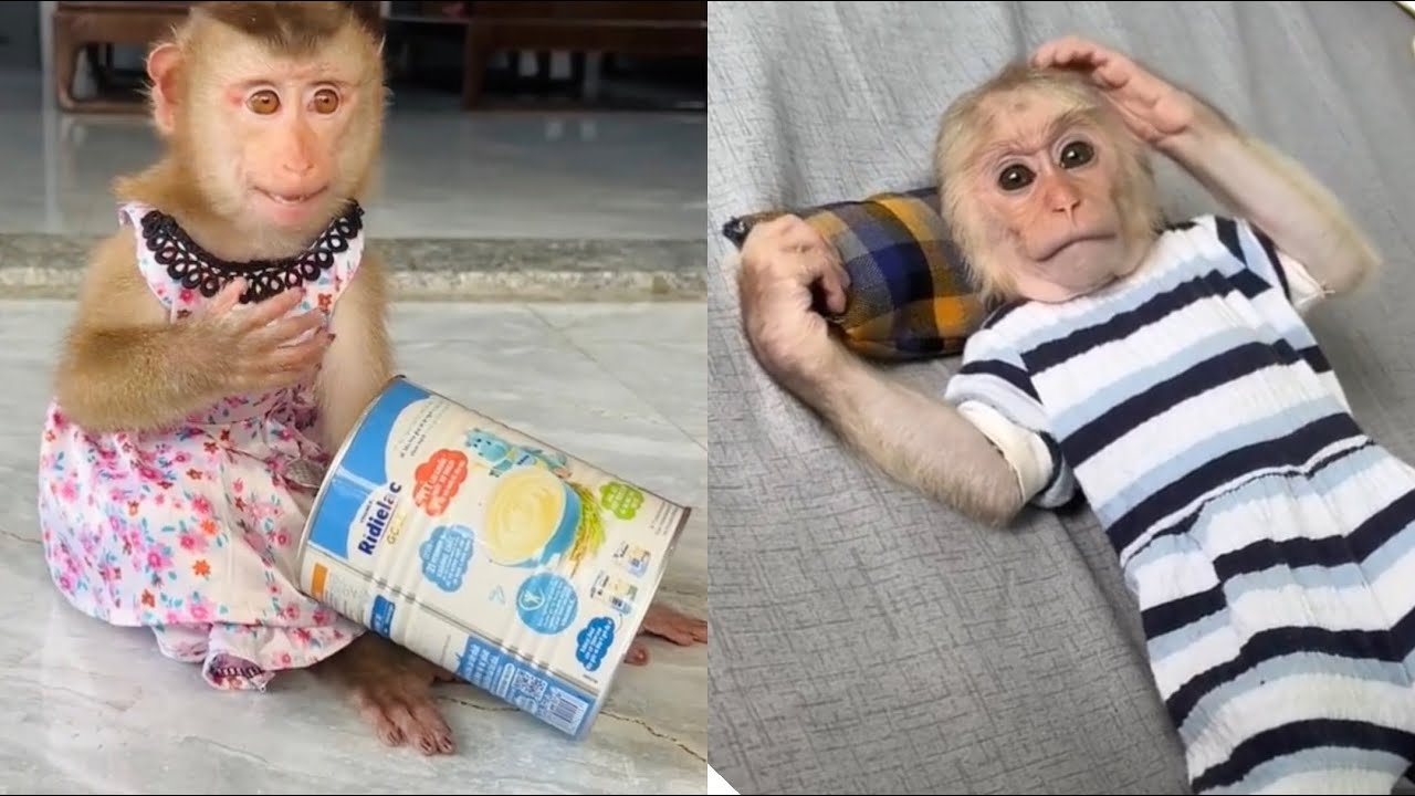 monkey Tina discovers that the milk has run out, and there's no more milk for Xuka to drink.