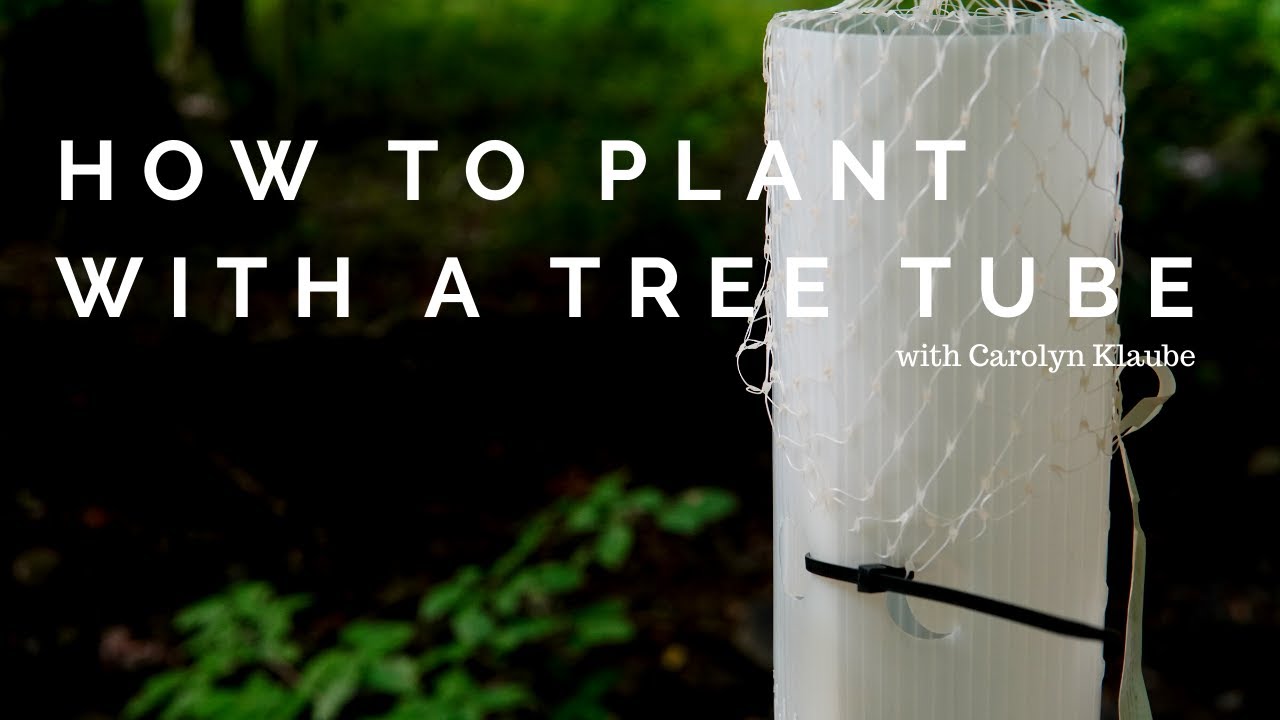 Planting tree saplings with Plantra tree tubes