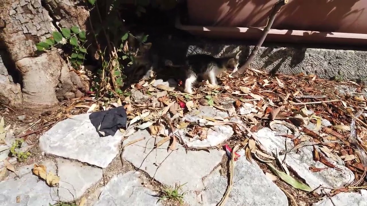 Scopello e la sua storia (Trapani) SICILIA NASCOSTA itinerari sconosciuti.