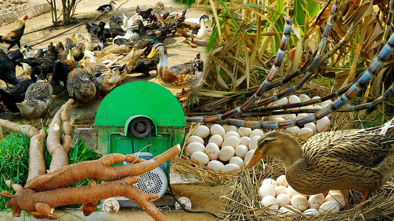 Duck Eggs for Profit:  The Ultimate Guide to Organic Farming