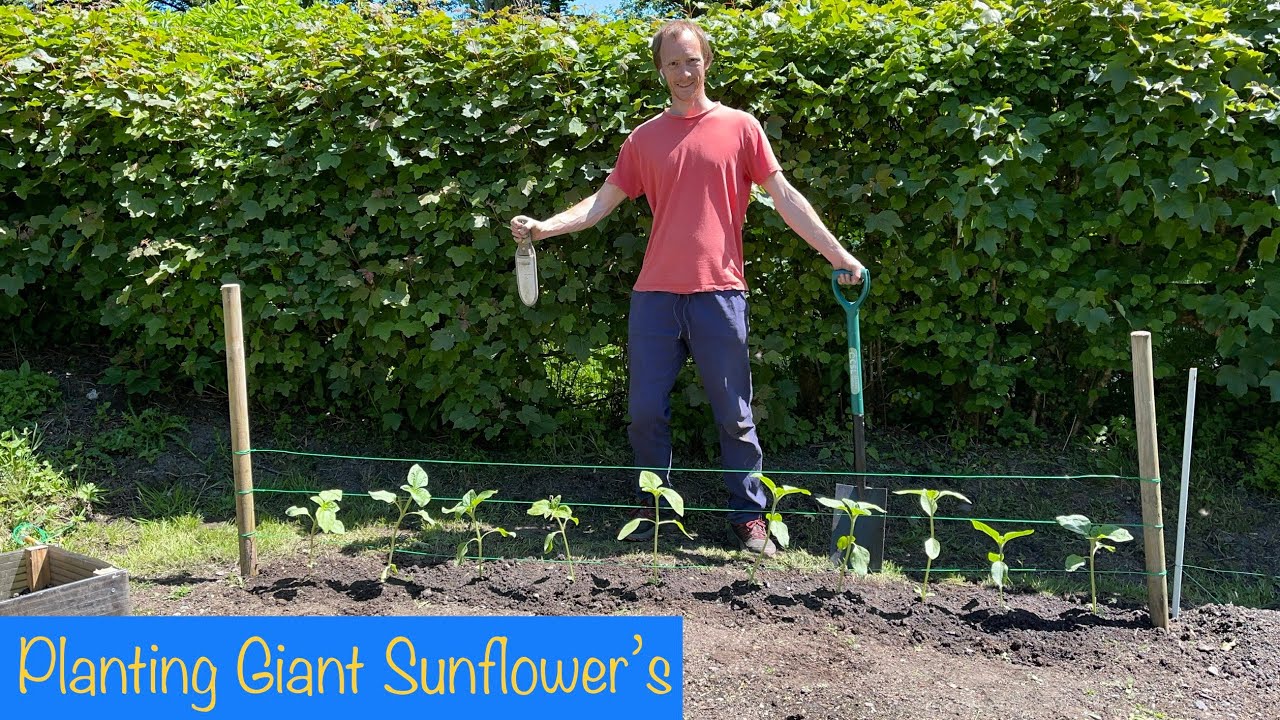 Planting out Giant Sunflowers | Trellis Support