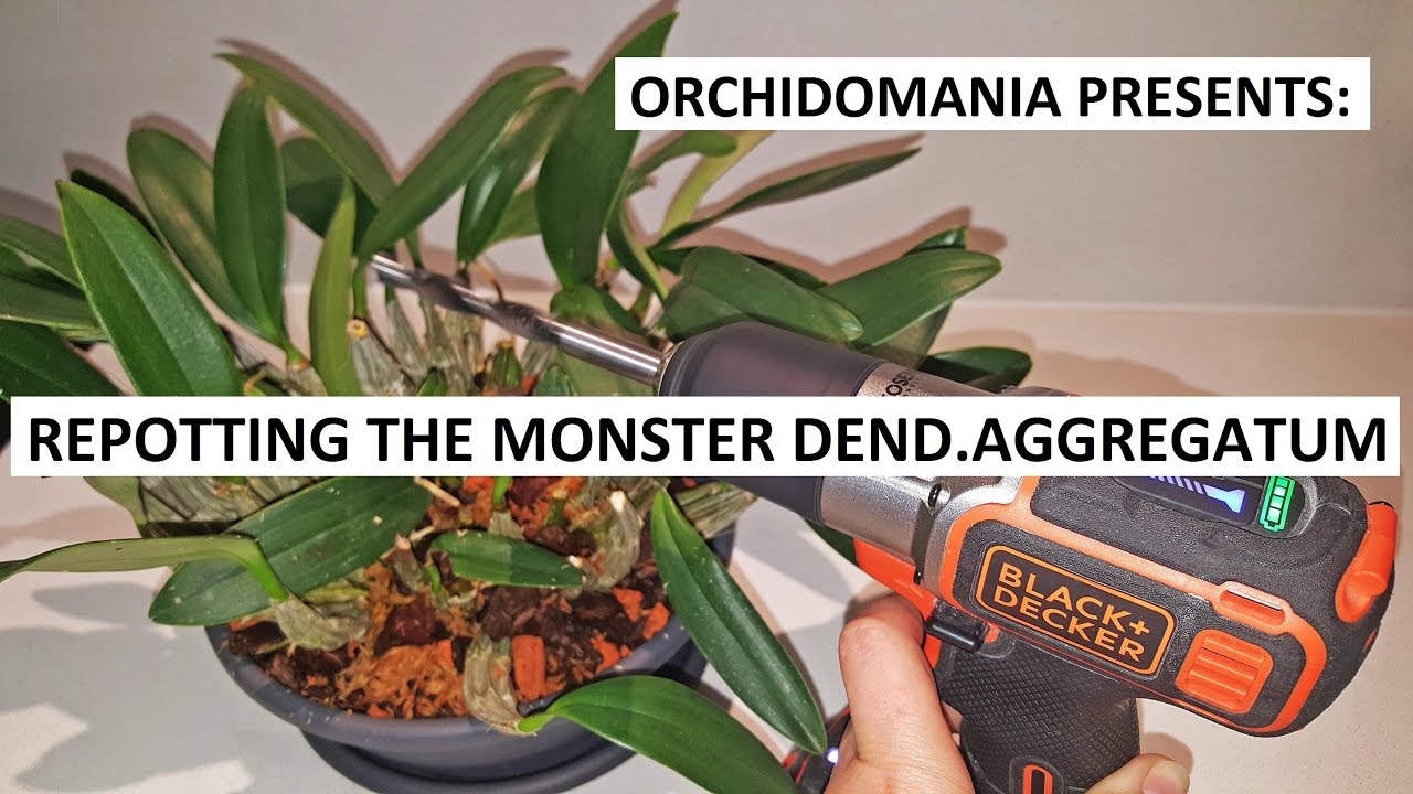 Orchidomania Presents: Re-potting the Monster Dendrobium Aggregatum