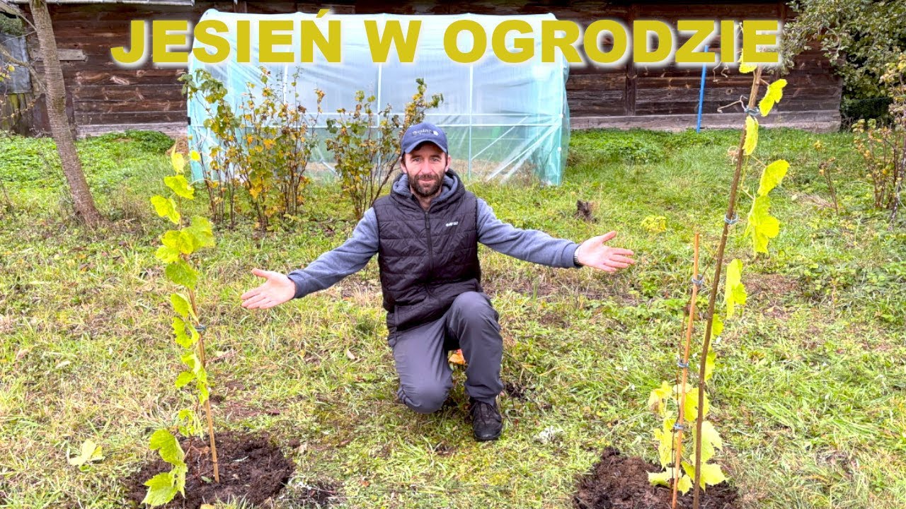 Nowa grządka podwyższona. Jesienne sadzenie winogron