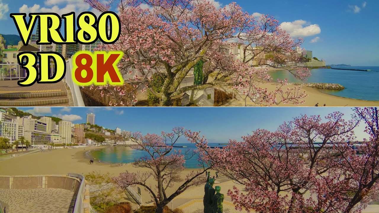[ 8K 3D VR180 ] 日本で最も早く咲く桜「あたみ桜」2026　（静岡県 熱海市）