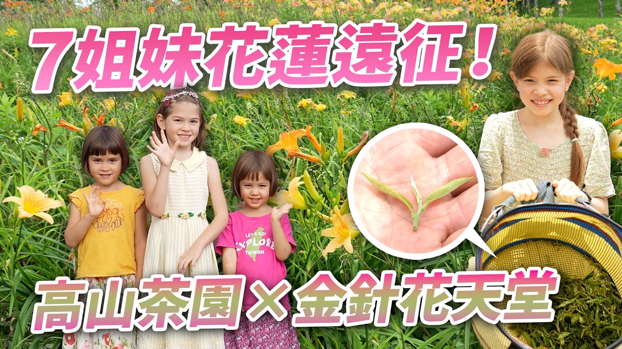 7姐妹遠征7小時，探訪花蓮得獎高山茶園，漫遊日金針花天堂！7 Girls Travel 7 hours, Explore Magical Hualien Tea & Day Lily Farm!
