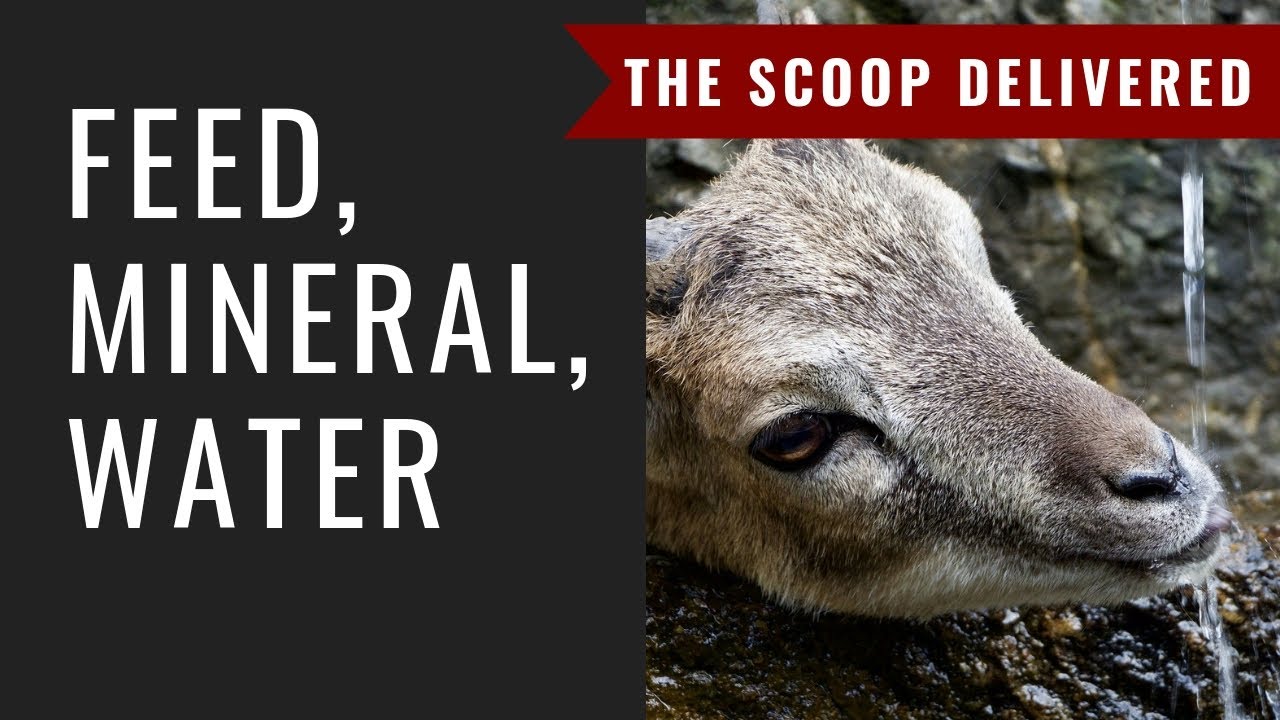 Goat Feed, Mineral, and Water--The Scoop Delivered Day 2: Prepare for Goats 5-Day Challenge