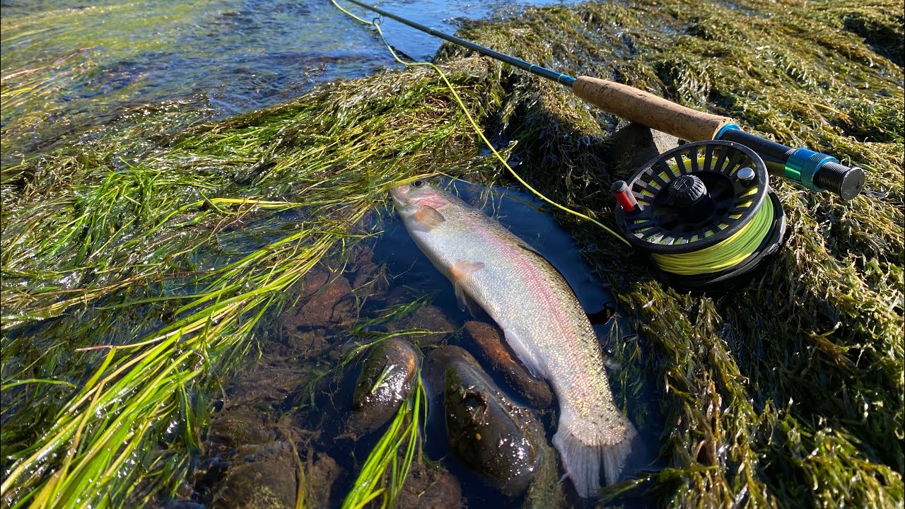 Trout Fishing The Lower Salt River | Arizona