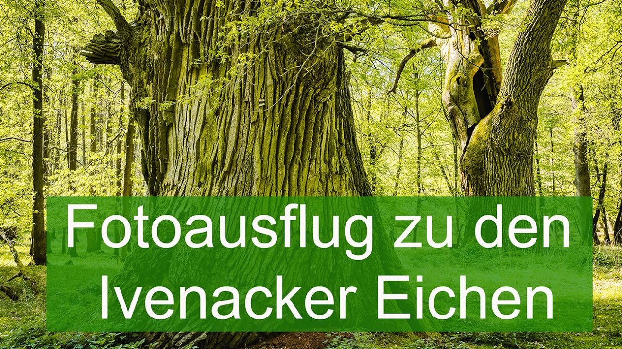 Abenteuer Naturfotografie / Fotoausflug zu den Ivenacker Eichen