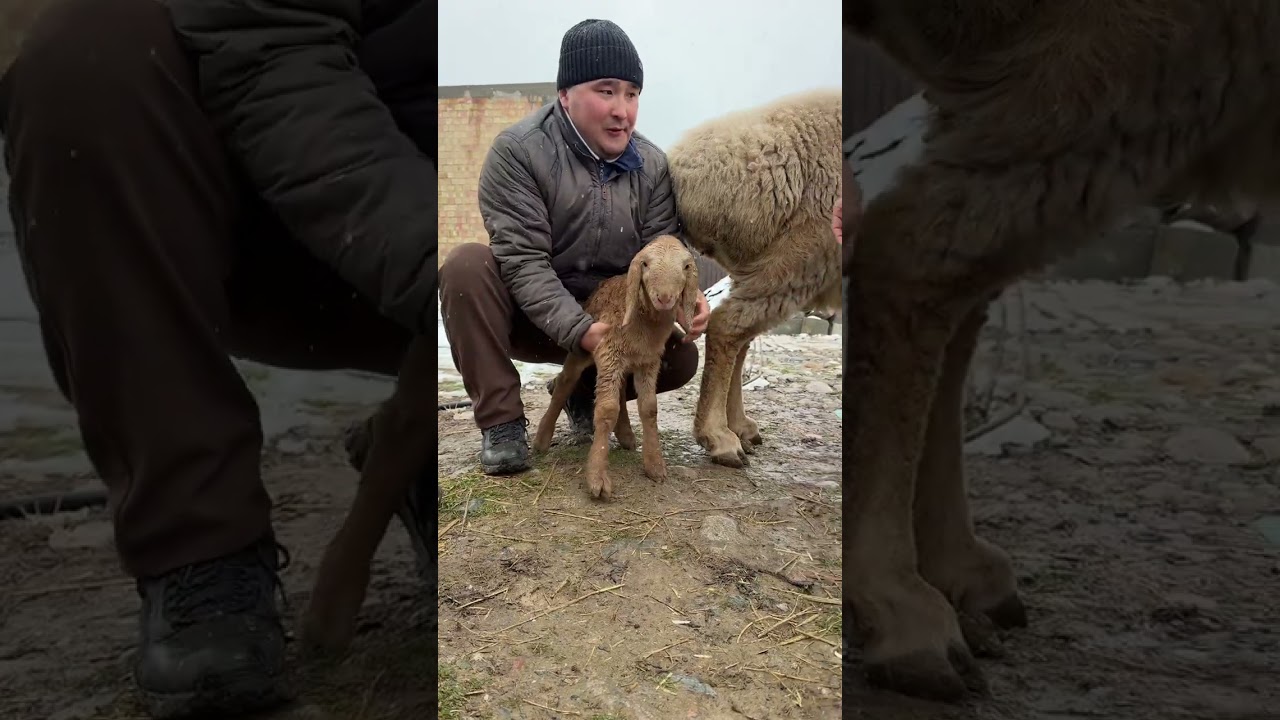 Арашан куй нархи канча? Зохиджон Хакимов