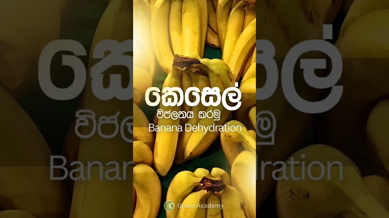 කෙසෙල් විජලනය | Banana Dehydration 🍌                