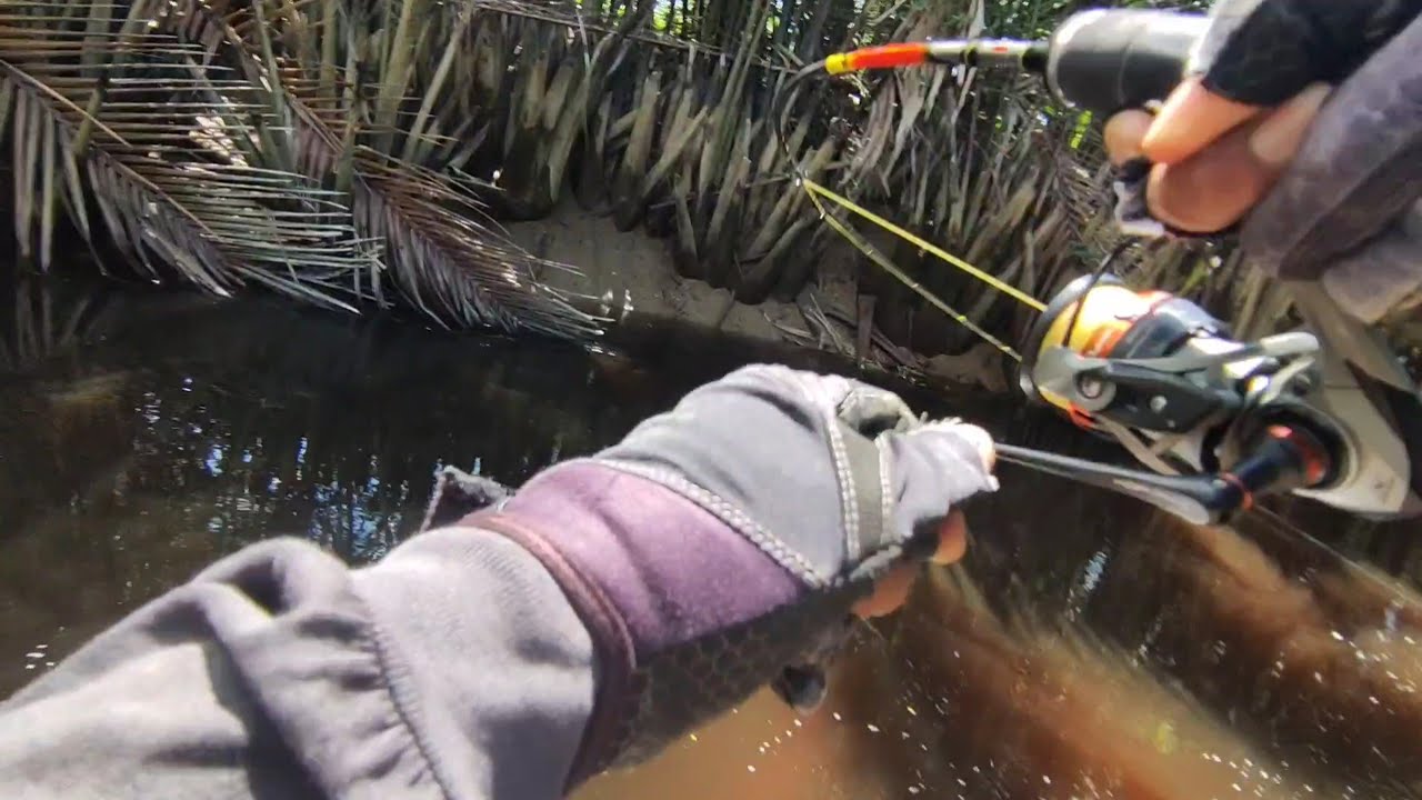 barramundi menyambar liar di muara sungai merah @WAIKI