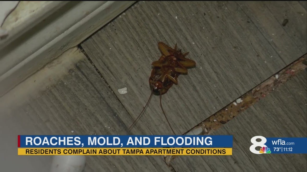 Residents say gross living conditions continue at Tampa apartment complex