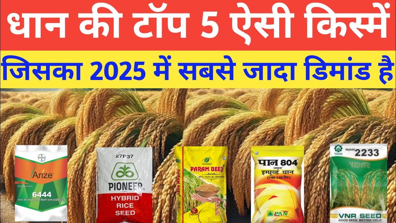 धान की टॉप 5 किस्में जो आपके लिए हो सकती हैं बेस्ट Best Paddy Variety