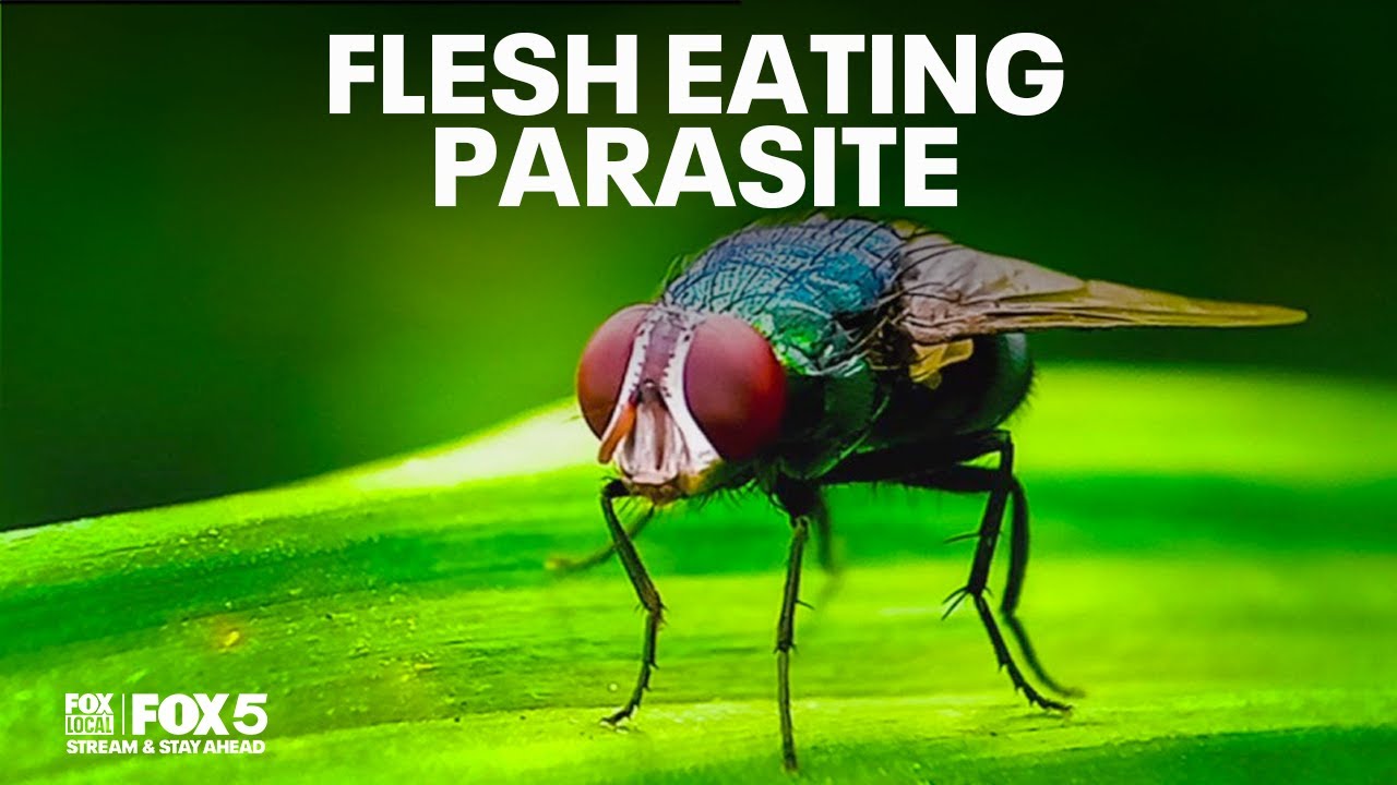 FLESH EATING PARASITE IN MARYLAND: First US case of New World Screwworm