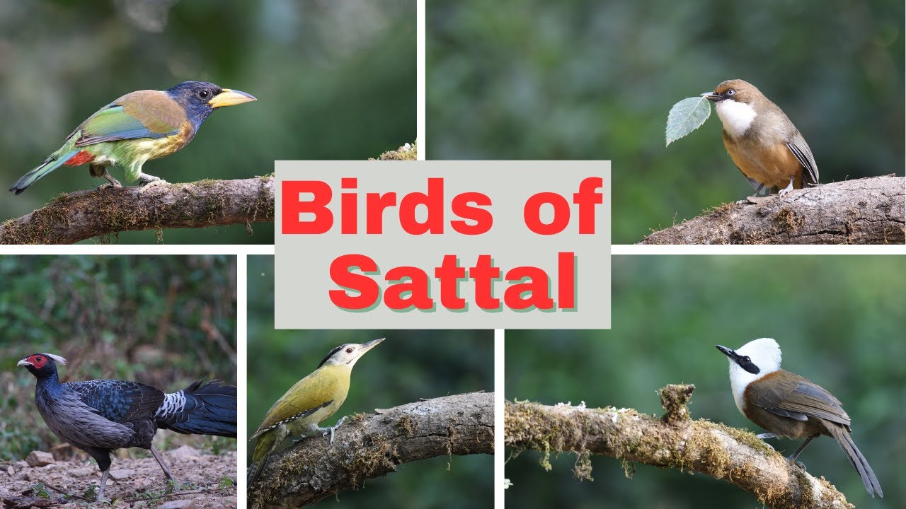 Birds of Sattal | Uttarakhand