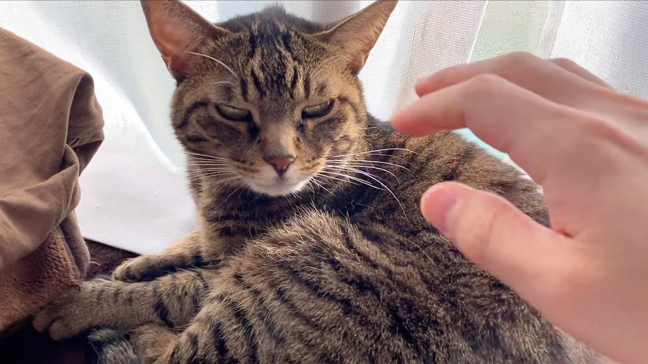 飼い主が触ろうとすると怒って噛みつく猫...