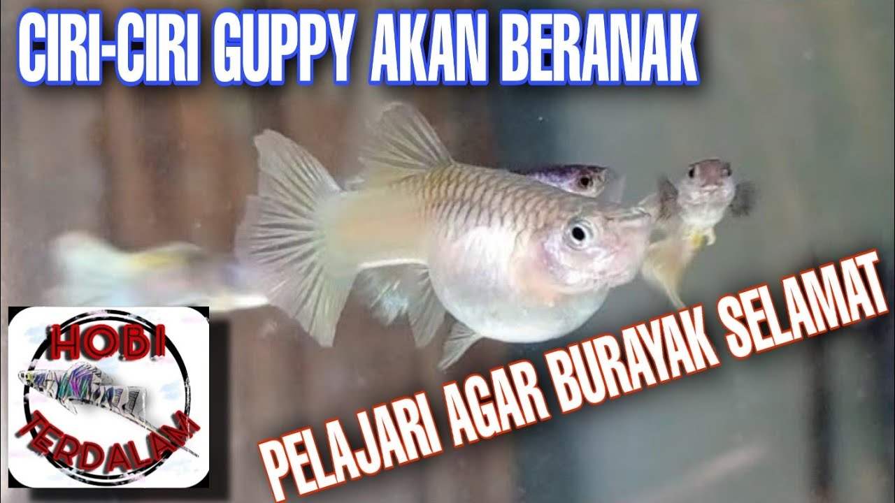 CIRI CIRI INDUK GUPPY HAMIL dan akan segera beranak