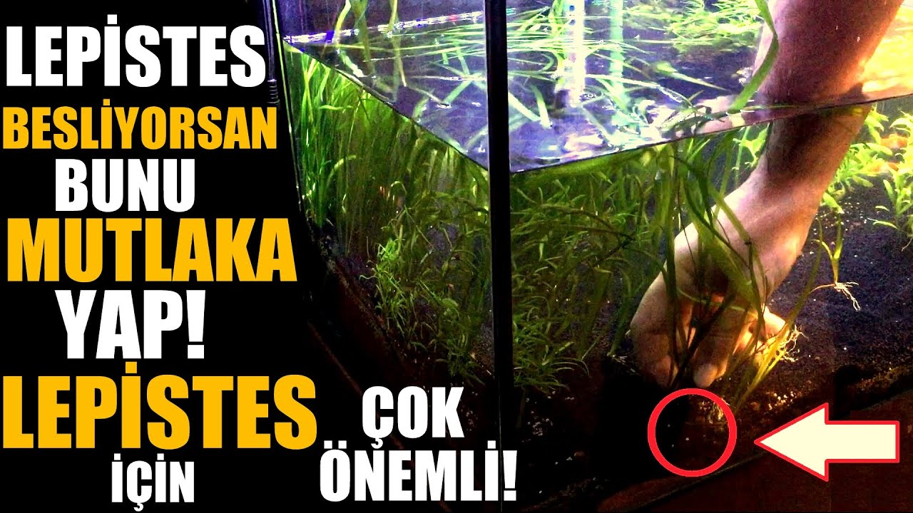 LEPİSTESLER İÇİN ÇOK  ÖNEMLİ! EVİNİZDE MUTLAKA YAPIN!
