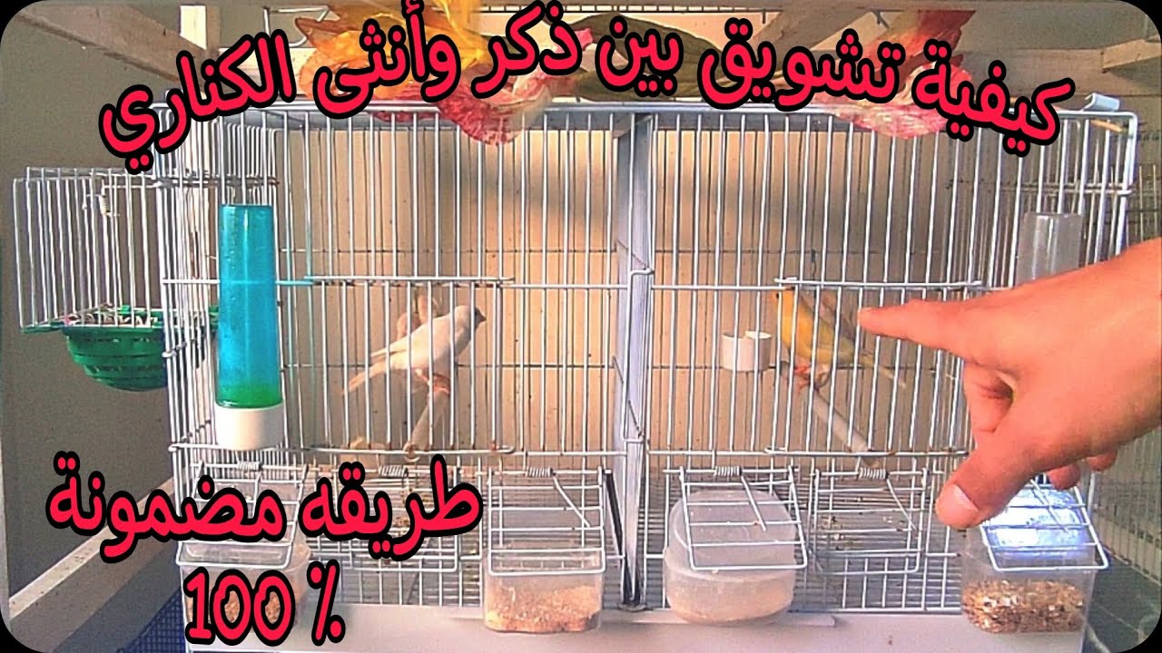 كيفية تشويق بين ذكر وأنثى الكناري لنجاح التزاوج وعدم الشجار بينهم وإنتاج بدون مشاكل(الحل النهائي)🦜🐣👌