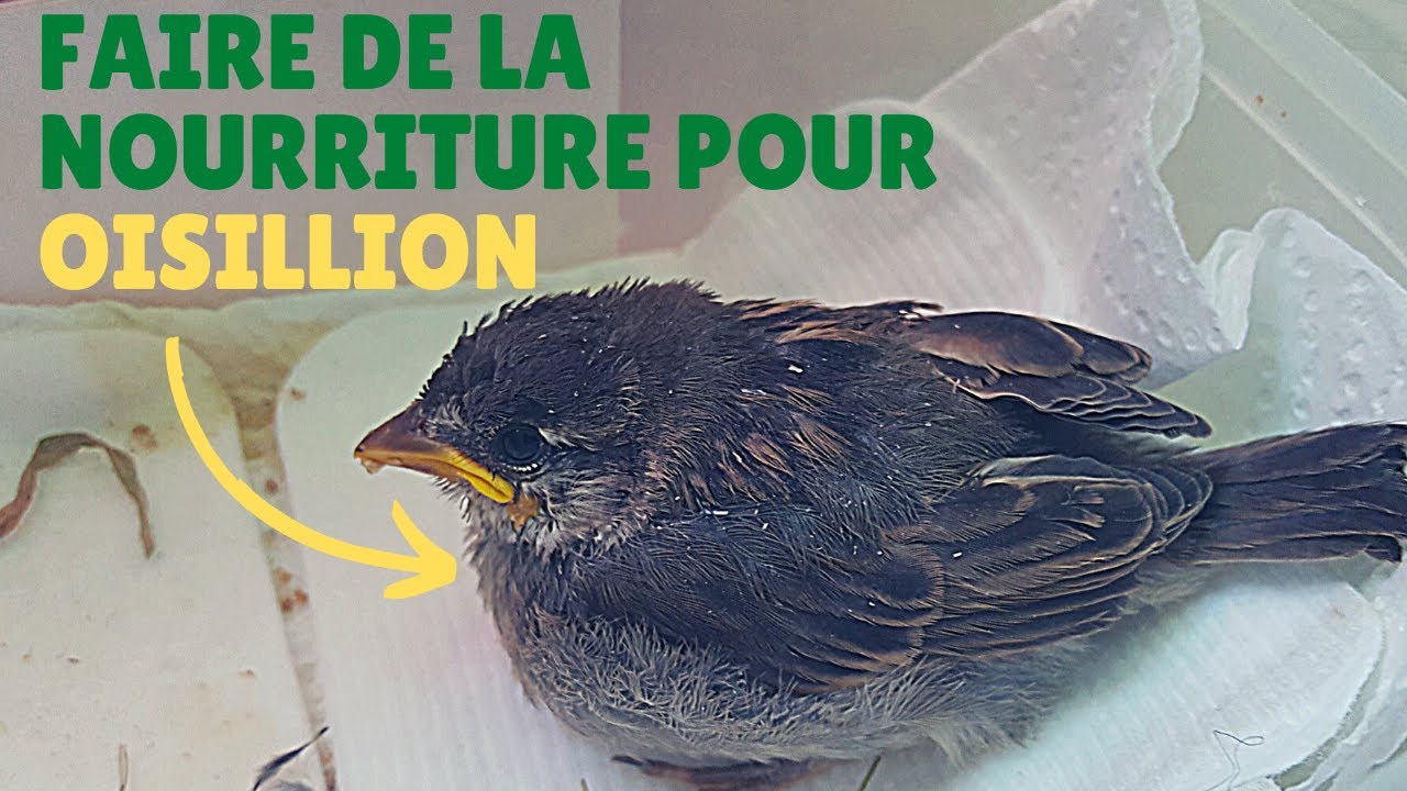 Comment faire de la nourriture pour oisillon facilement ?