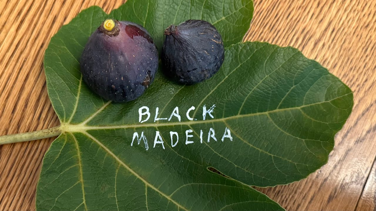 Black Madeira Fig Tasting August 2025