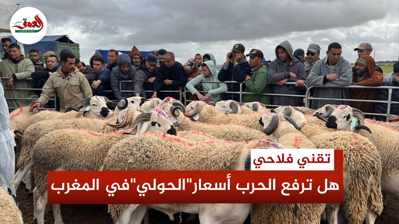 تقني فلاحي يطمئن المغاربة: وفرة الأعلاف والقطيع ستبقي أسعار الأضاحي في المتناول رغم حرب الشرق الأوسط