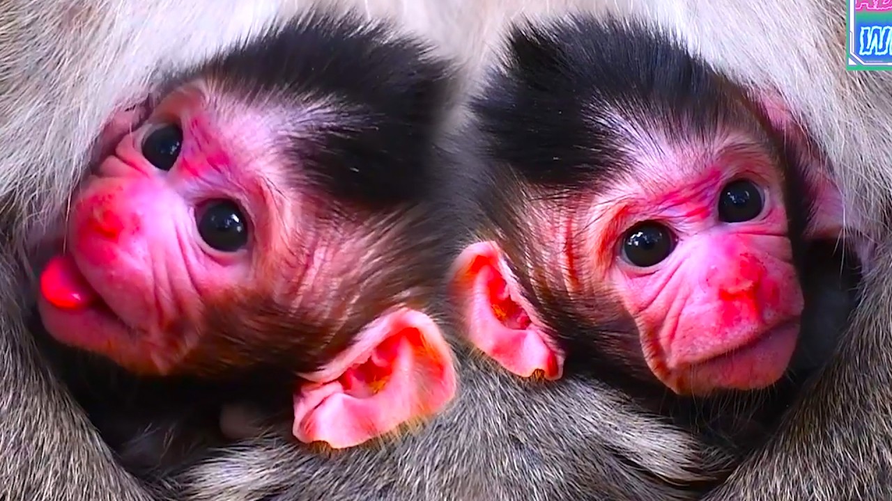 Young mommy monkey hugs baby tights