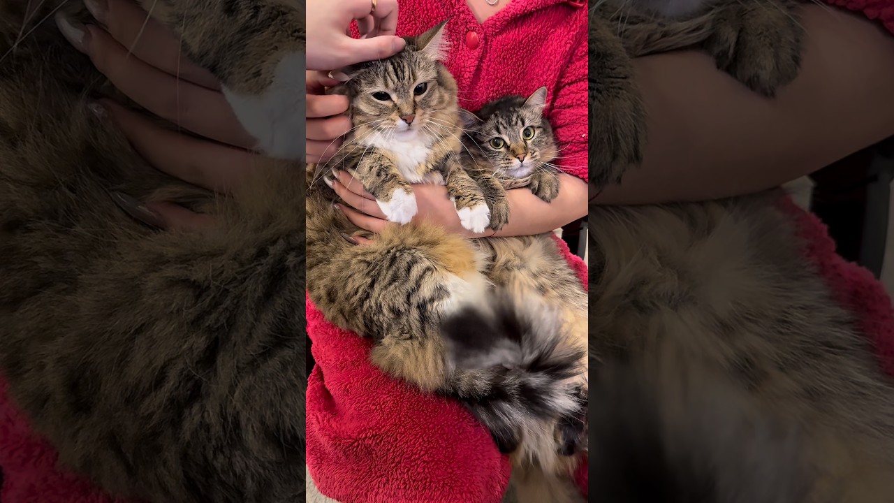 Living with two cats means double the love&hellip; and double the fur 🐱🐱