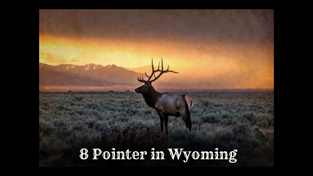 8 Pointer in Wyoming