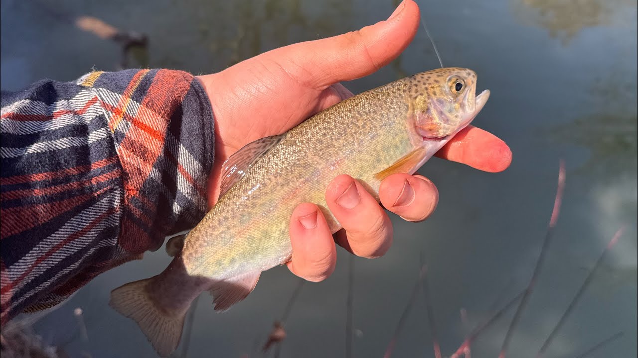 Trout and sassafras good Day🤙🏻 #wv #fishing #trout #outdoors #nature #sassafras #dinner #medicinal 