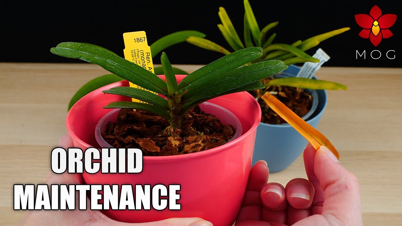 Orchid Maintenance #3 - Yellow pseudobulbs, leaves & things that need removing!