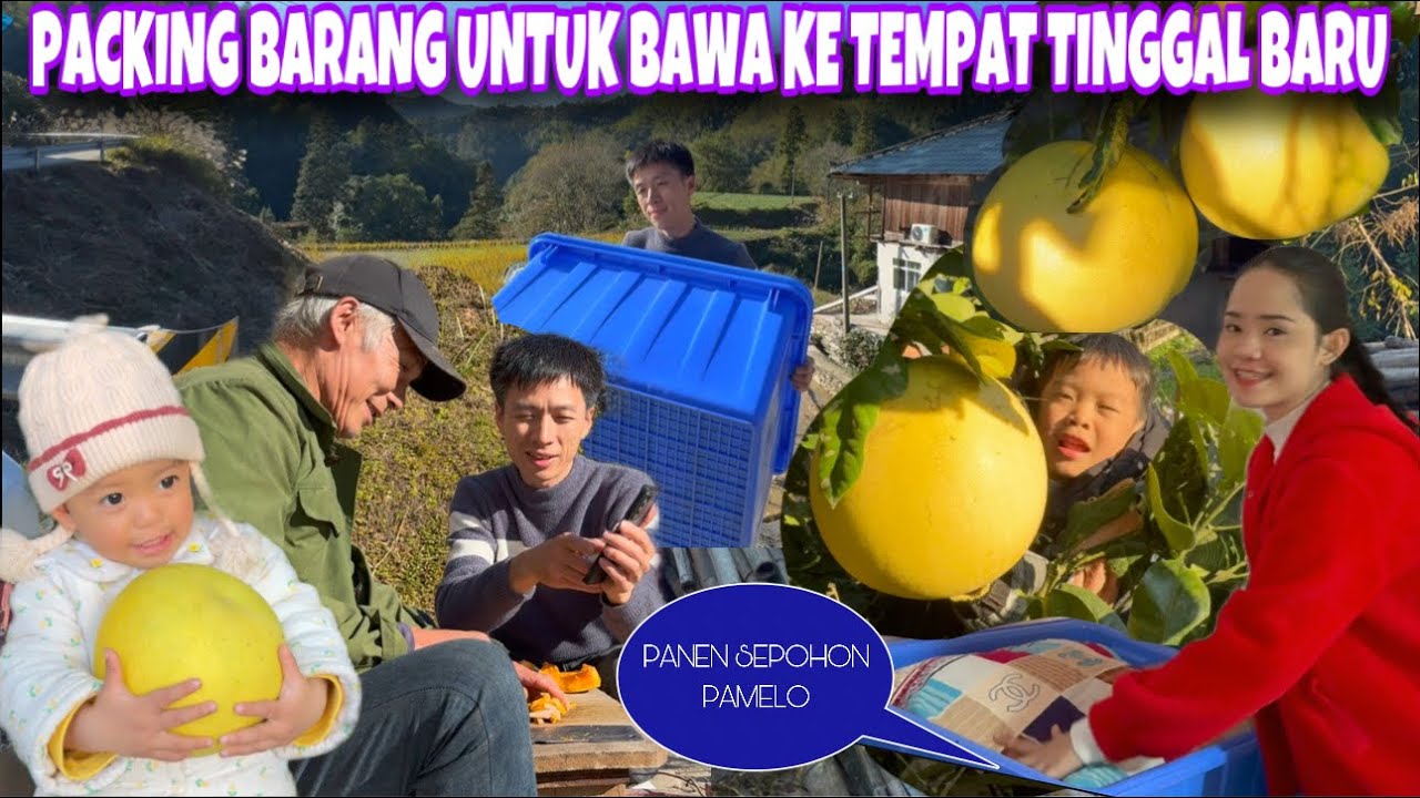 PACKING BARANG UNTUK DIBAWA KE TEMPAT TINGGAL BARU DI HUAIHUA SEKALIAN PANEN BANYAK BUAH PAMELO
