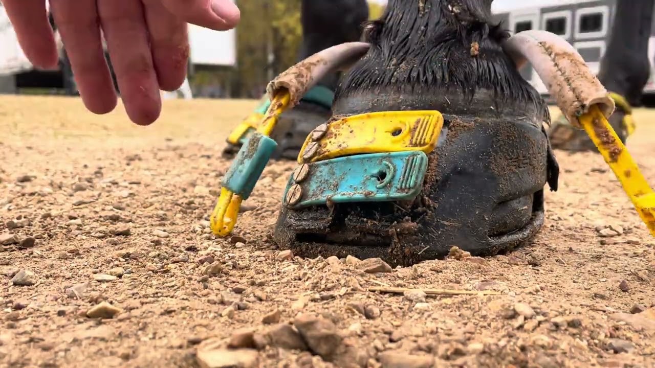 Hoof Condition after about 100 miles in a week using Scoot Boot Enduros