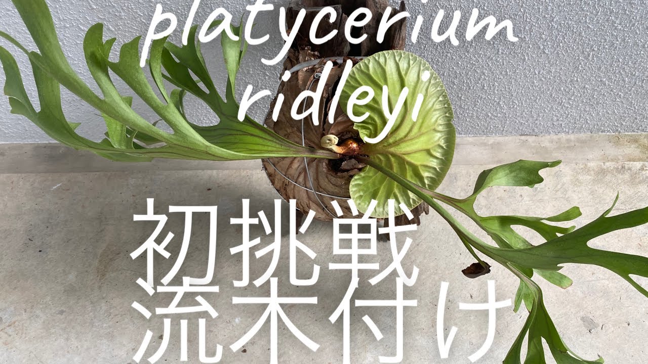 ビカクシダ　リドレイ大株　初挑戦ですが、流木に付けていきます。 実際は2時間かかりました。patycerium ridleyi