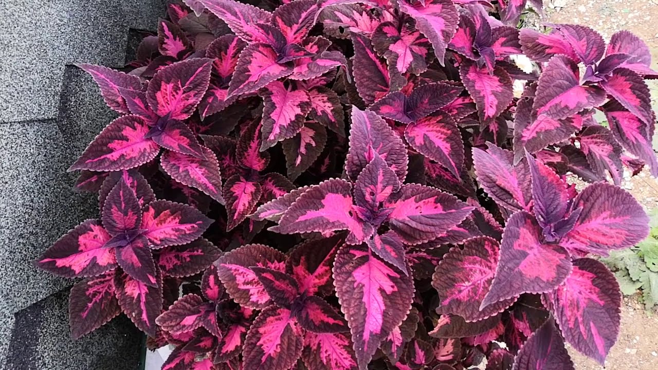 Колеусы. Осенняя обрезка и сохранение черенков.