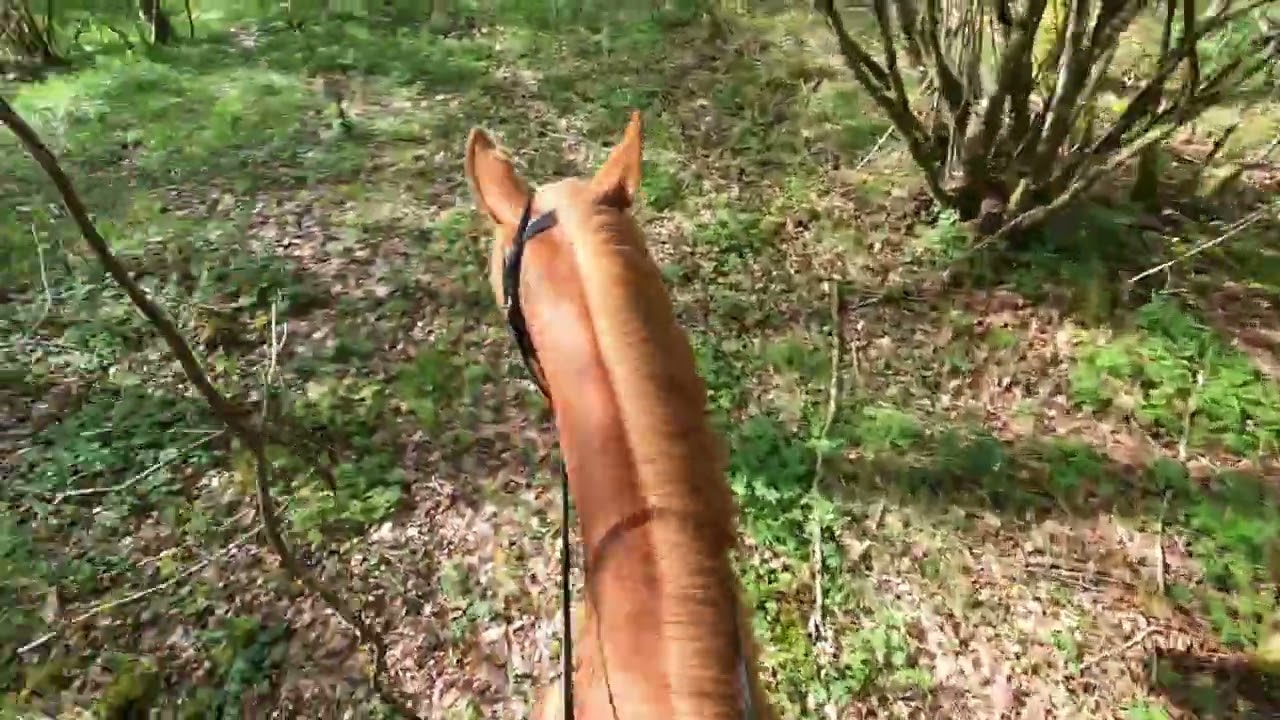 Solo ride through Bluebell Wood, April 2023