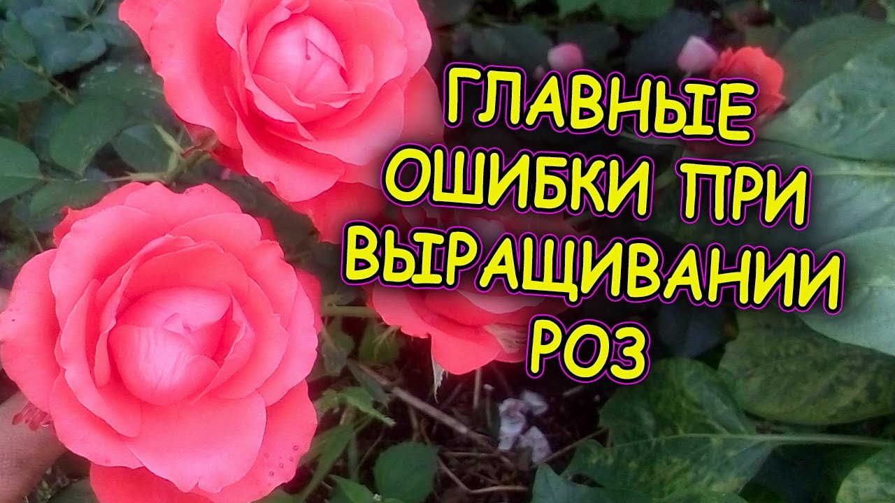 Семь советов как выращивать розы. Розы уход и выращивание. Главные ошибки при выращивании роз.