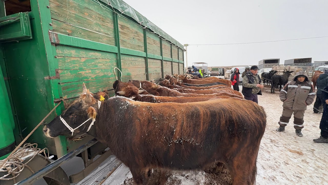 ЭЛЛИККАЛА БУСТОН МОЛ БОЗОР НАРХЛАРИ #fishing #shorts #uzbekistan 12 февраля 2026 г.