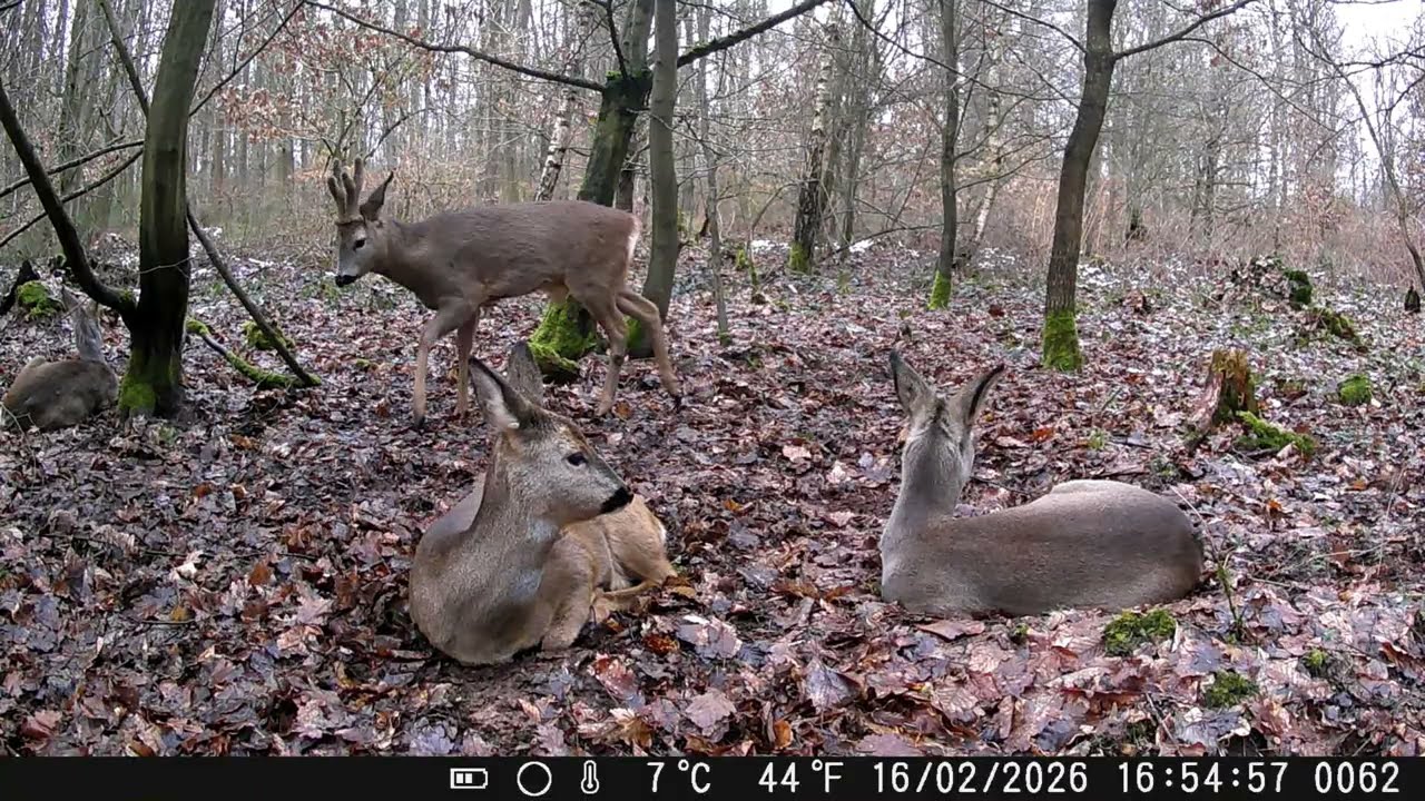 Roe Deer at their Resting Place #animalwatching #deer #cameratrap