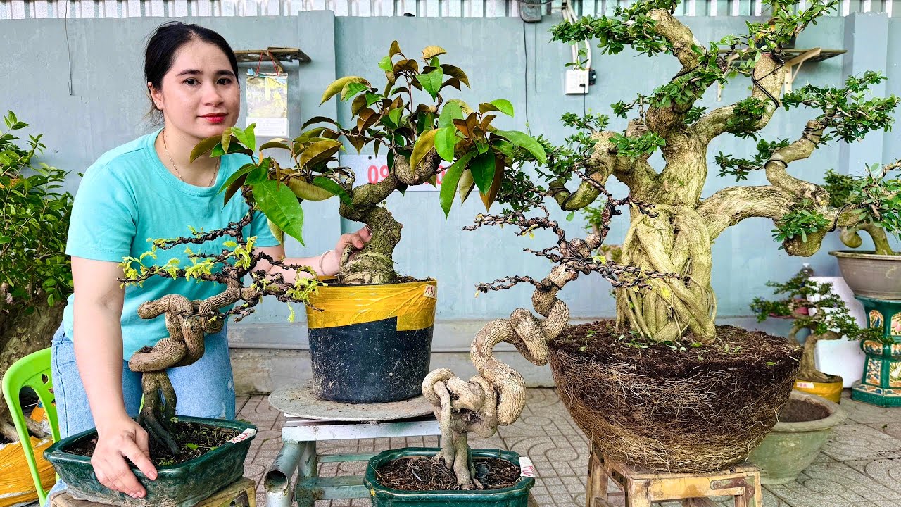 Thúy An 2/8 mới về giá mềm Lô Cây Cảnh Bonsai phong phú đa dạng chủng loại
