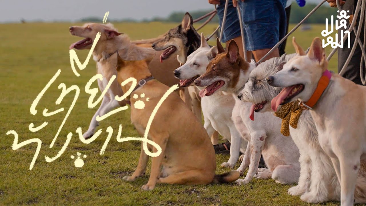 พาหมาเที่ยวทั้งบ้าน - มหึหมา EP172