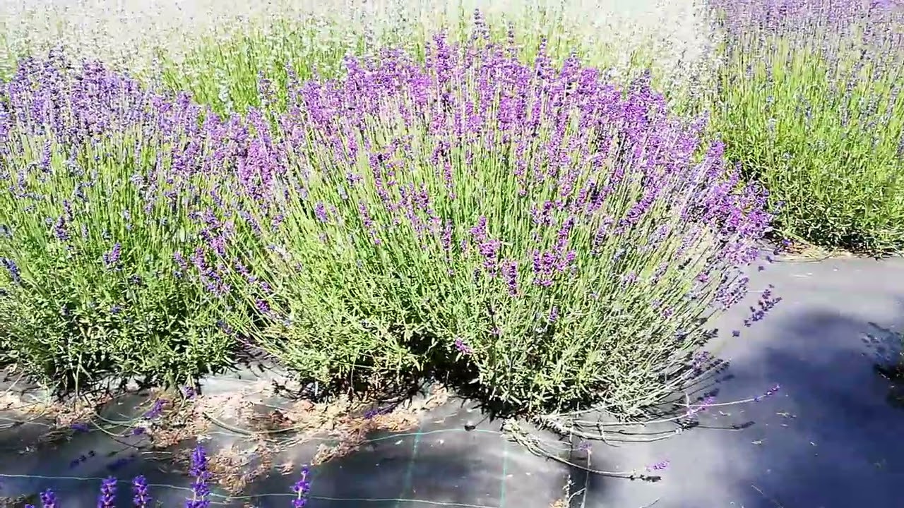 Imperial Gem Lavender!